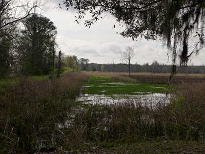 Springfield Plantation Rice Fields 2015 - Georgetown County, South Carolina